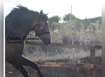 PRE, Stallone, 3 Anni, 163 cm, Falbo baio