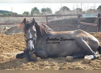 PRE, Stallone, 3 Anni, 163 cm, Falbo baio