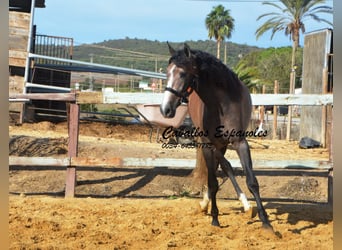 PRE, Stallone, 3 Anni, 163 cm, Falbo baio