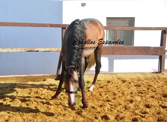 PRE, Stallone, 3 Anni, 163 cm, Falbo baio