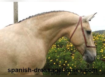 PRE Mix, Stallone, 3 Anni, 163 cm, Falbo