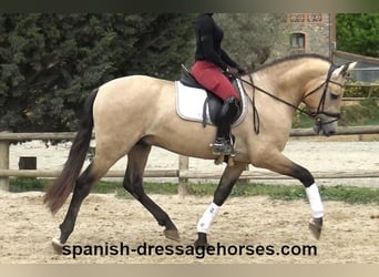 PRE Mix, Stallone, 3 Anni, 163 cm, Falbo