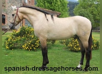 PRE Mix, Stallone, 3 Anni, 163 cm, Falbo