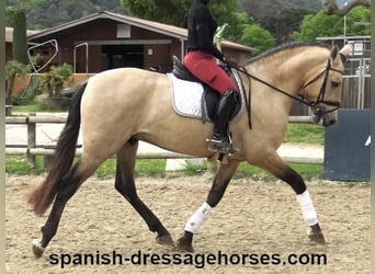 PRE Mix, Stallone, 3 Anni, 163 cm, Falbo