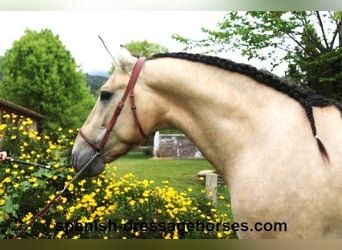 PRE Mix, Stallone, 3 Anni, 163 cm, Falbo