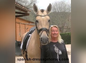 PRE Mix, Stallone, 3 Anni, 163 cm, Falbo