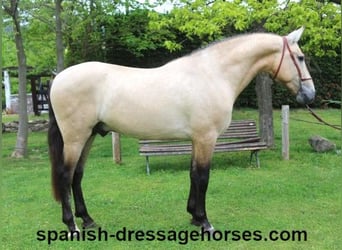 PRE Mix, Stallone, 3 Anni, 163 cm, Falbo