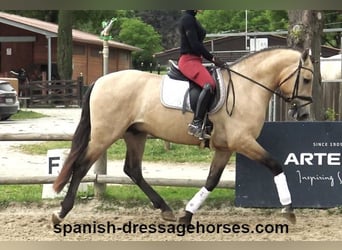 PRE Mix, Stallone, 3 Anni, 163 cm, Falbo