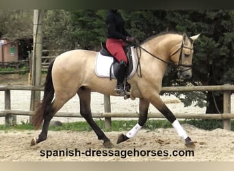 PRE Mix, Stallone, 3 Anni, 163 cm, Falbo