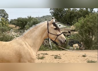 PRE Mix, Stallone, 3 Anni, 163 cm, Falbo