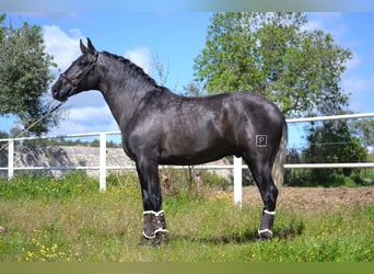 PRE, Stallone, 3 Anni, 163 cm, Grigio