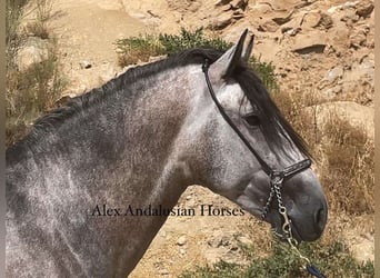 PRE Mix, Stallone, 3 Anni, 163 cm, Grigio