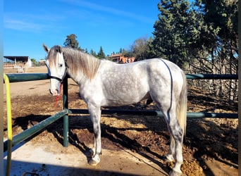 PRE, Stallone, 3 Anni, 163 cm, Grigio