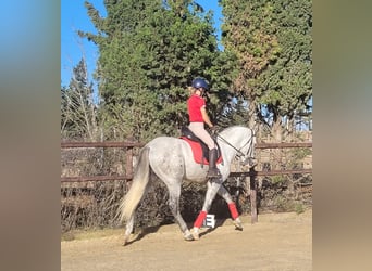 PRE, Stallone, 3 Anni, 163 cm, Grigio