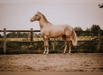 PRE Mix, Stallone, 3 Anni, 163 cm, Pearl