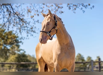 PRE Mix, Stallone, 3 Anni, 163 cm, Pearl