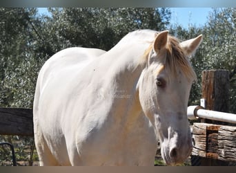 PRE, Stallone, 3 Anni, 163 cm, Pearl