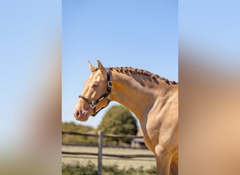 PRE, Stallone, 3 Anni, 163 cm, Pearl