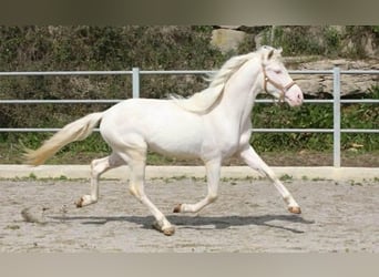 PRE, Stallone, 3 Anni, 164 cm, Cremello