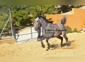 PRE, Stallone, 3 Anni, 164 cm, Falbo baio