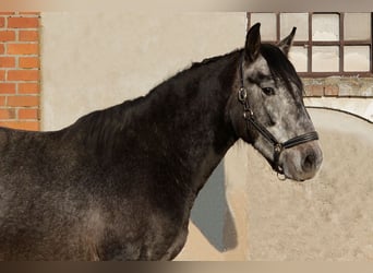 PRE Mix, Stallone, 3 Anni, 164 cm, Grigio ferro