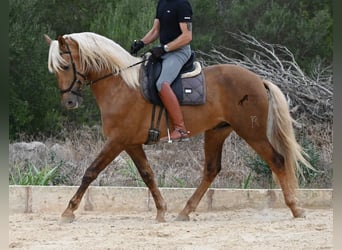 PRE Mix, Stallone, 3 Anni, 164 cm, Palomino