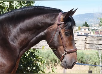 PRE, Stallone, 3 Anni, 165 cm, Baio