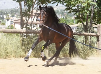 PRE, Stallone, 3 Anni, 165 cm, Baio