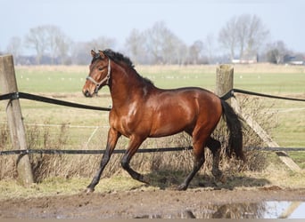 PRE Mix, Stallone, 3 Anni, 165 cm, Baio