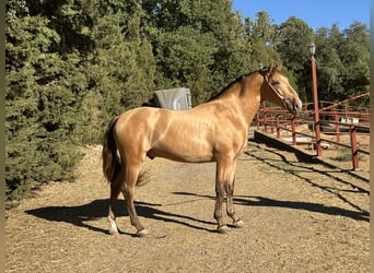 PRE, Stallone, 3 Anni, 165 cm, Champagne