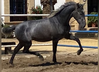 PRE Mix, Stallone, 3 Anni, 165 cm, Grigio