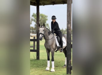 PRE, Stallone, 3 Anni, 165 cm, Grigio