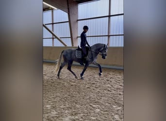 PRE Mix, Stallone, 3 Anni, 165 cm, Grigio