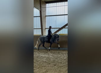 PRE Mix, Stallone, 3 Anni, 165 cm, Grigio