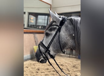 PRE Mix, Stallone, 3 Anni, 165 cm, Grigio