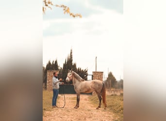 PRE, Stallone, 3 Anni, 165 cm, Grigio