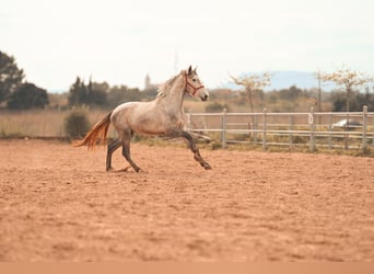 PRE, Stallone, 3 Anni, 165 cm, Grigio