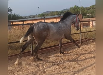 PRE, Stallone, 3 Anni, 165 cm, Grigio pezzato