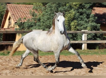 PRE Mix, Stallone, 3 Anni, 165 cm, Grigio pezzato