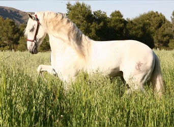 PRE Mix, Stallone, 3 Anni, 165 cm, Grigio pezzato