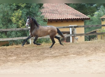 PRE Mix, Stallone, 3 Anni, 165 cm, Grigio rossastro