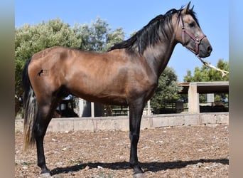 PRE, Stallone, 3 Anni, 165 cm, Grigio rossastro