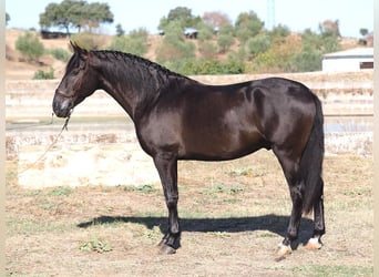 PRE Mix, Stallone, 3 Anni, 165 cm, Morello