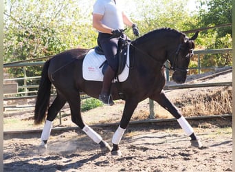 PRE Mix, Stallone, 3 Anni, 165 cm, Morello