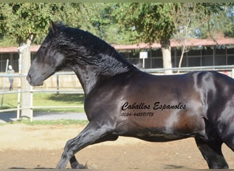 PRE, Stallone, 3 Anni, 165 cm, Morello