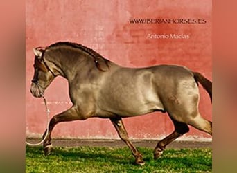 PRE, Stallone, 3 Anni, 165 cm, Pearl