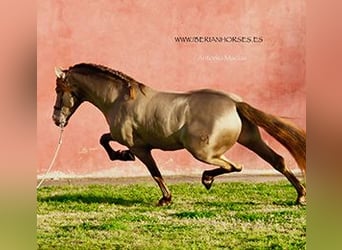 PRE, Stallone, 3 Anni, 165 cm, Pearl