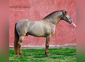 PRE, Stallone, 3 Anni, 165 cm, Pearl