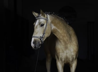 PRE, Stallone, 3 Anni, 165 cm, Pelle di daino