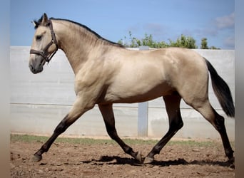 PRE Mix, Stallone, 3 Anni, 165 cm, Pelle di daino